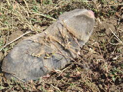 Image of Greater Blind Mole Rat