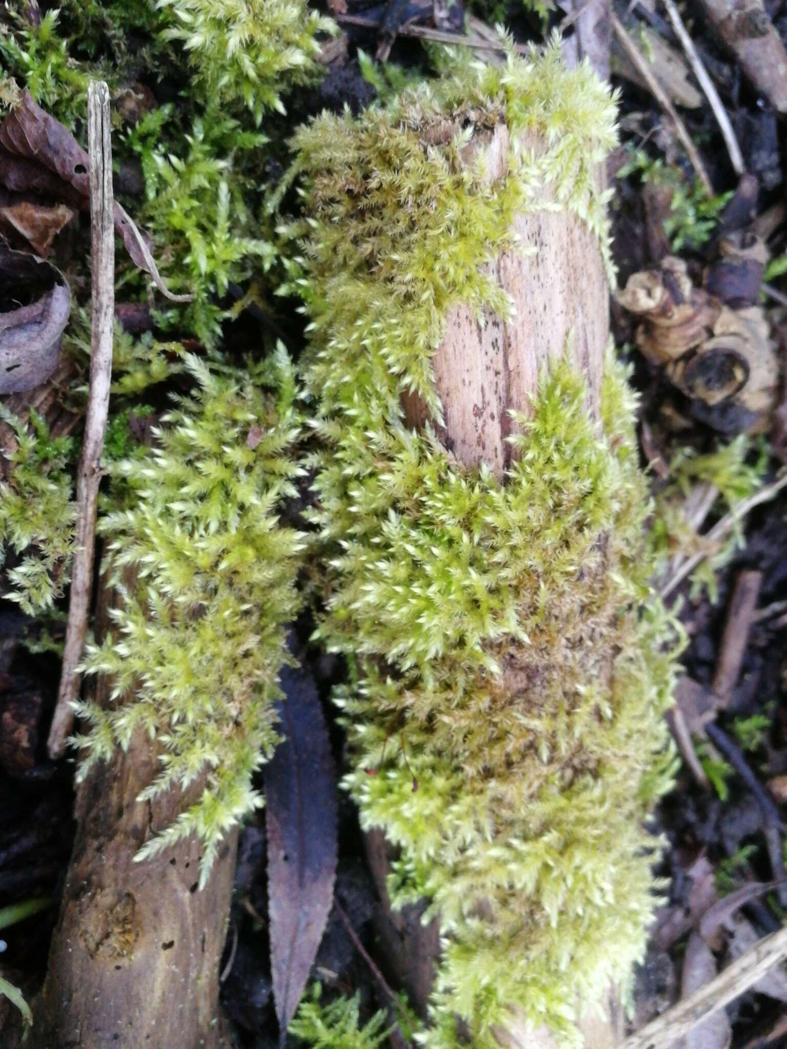 Image of rough-stalked feather-moss