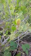 Image de Aristolochia argentina Griseb.