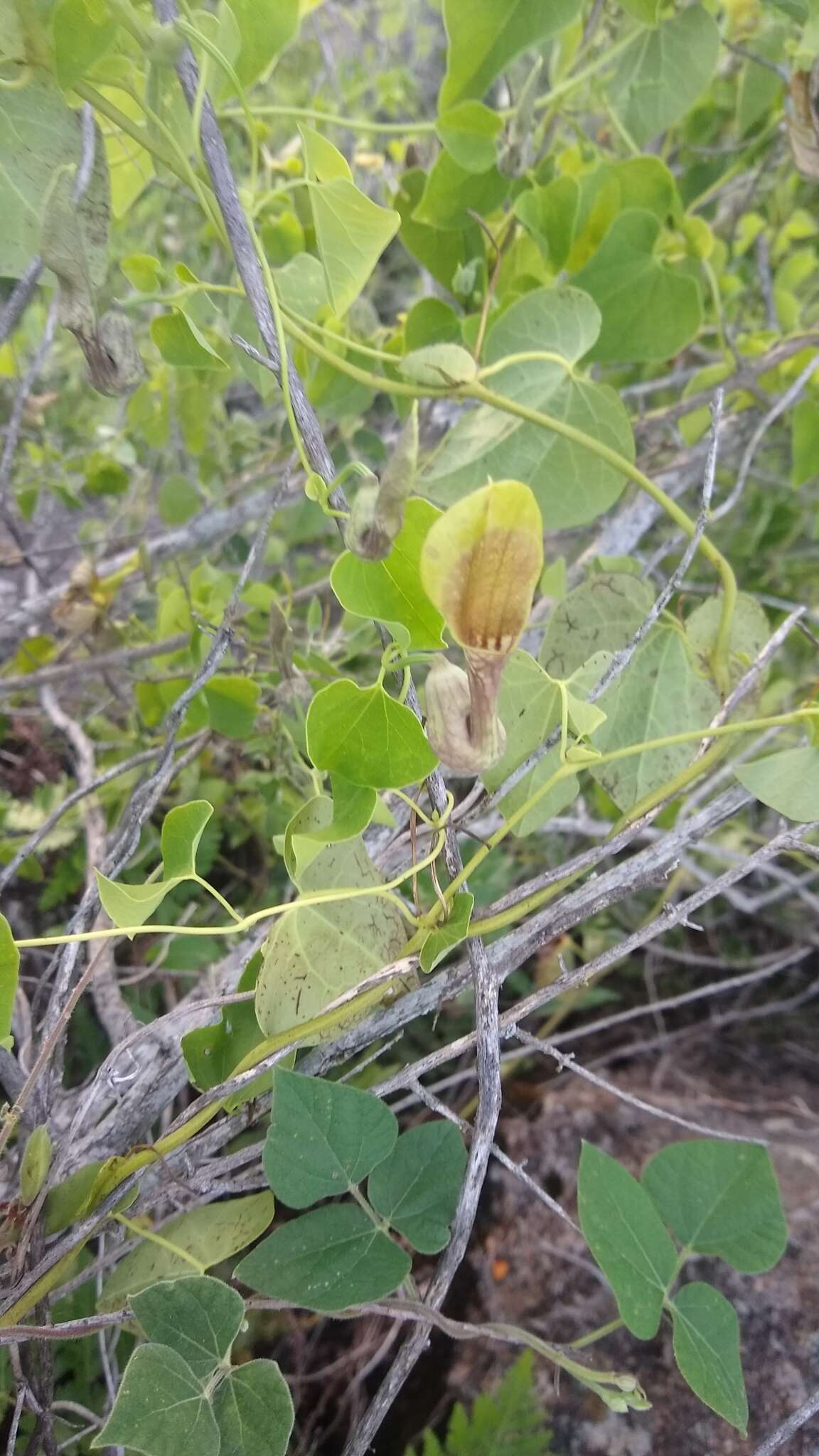 Image of Aristolochia argentina Griseb.