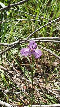 Слика од Thysanotus banksii R. Br.