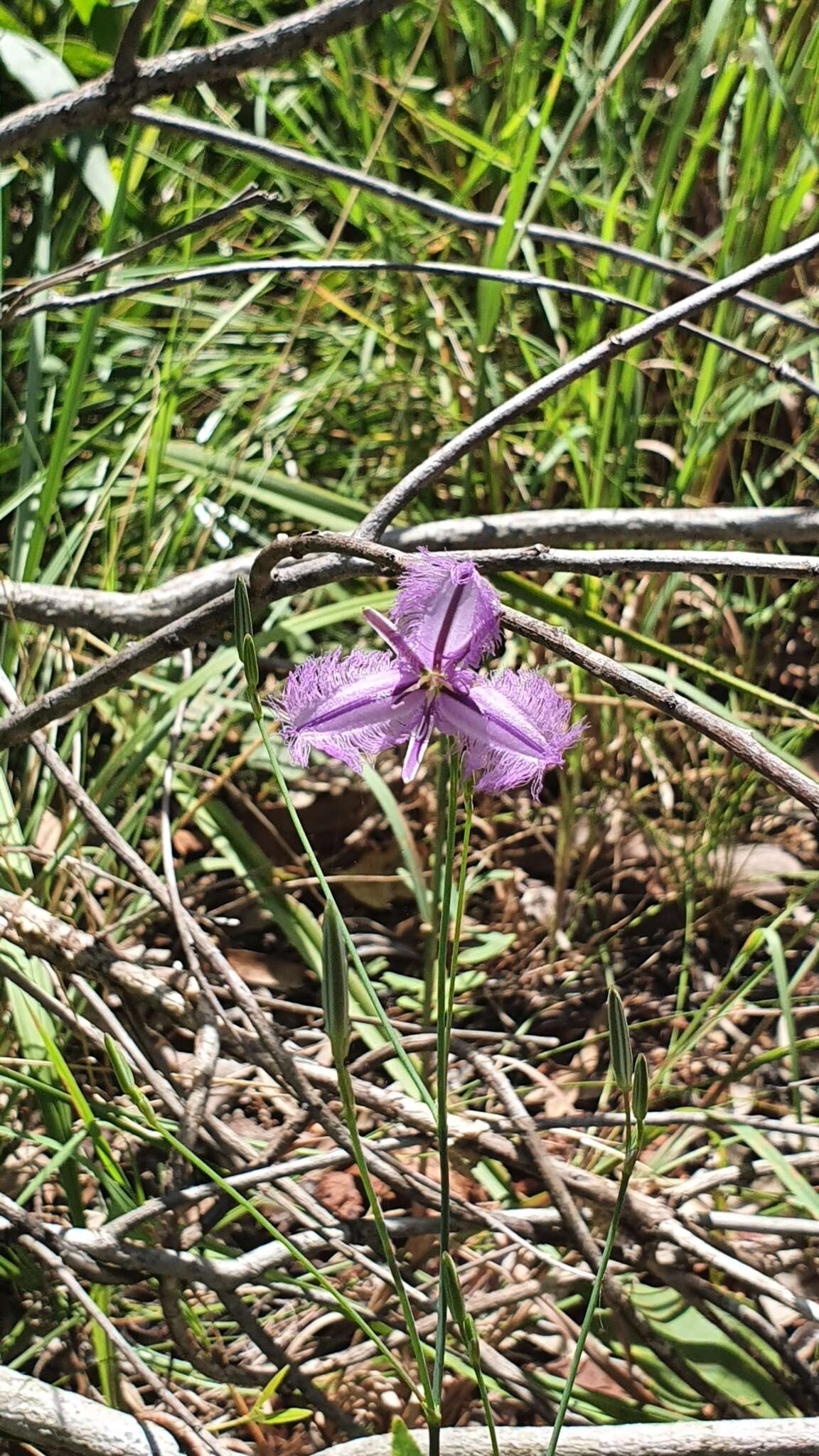 Image of Thysanotus banksii R. Br.