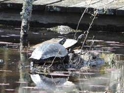 Image of Florida Cooter