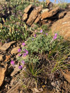 Sivun Astragalus vexilliflexus Sheldon kuva