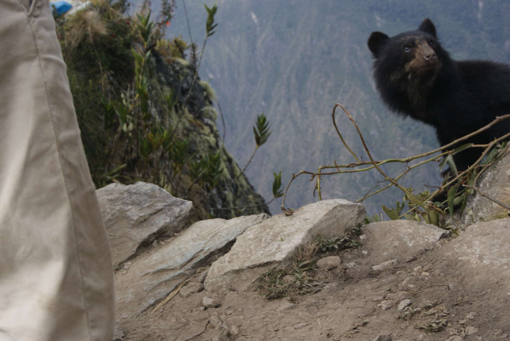 Image of Andean Bears