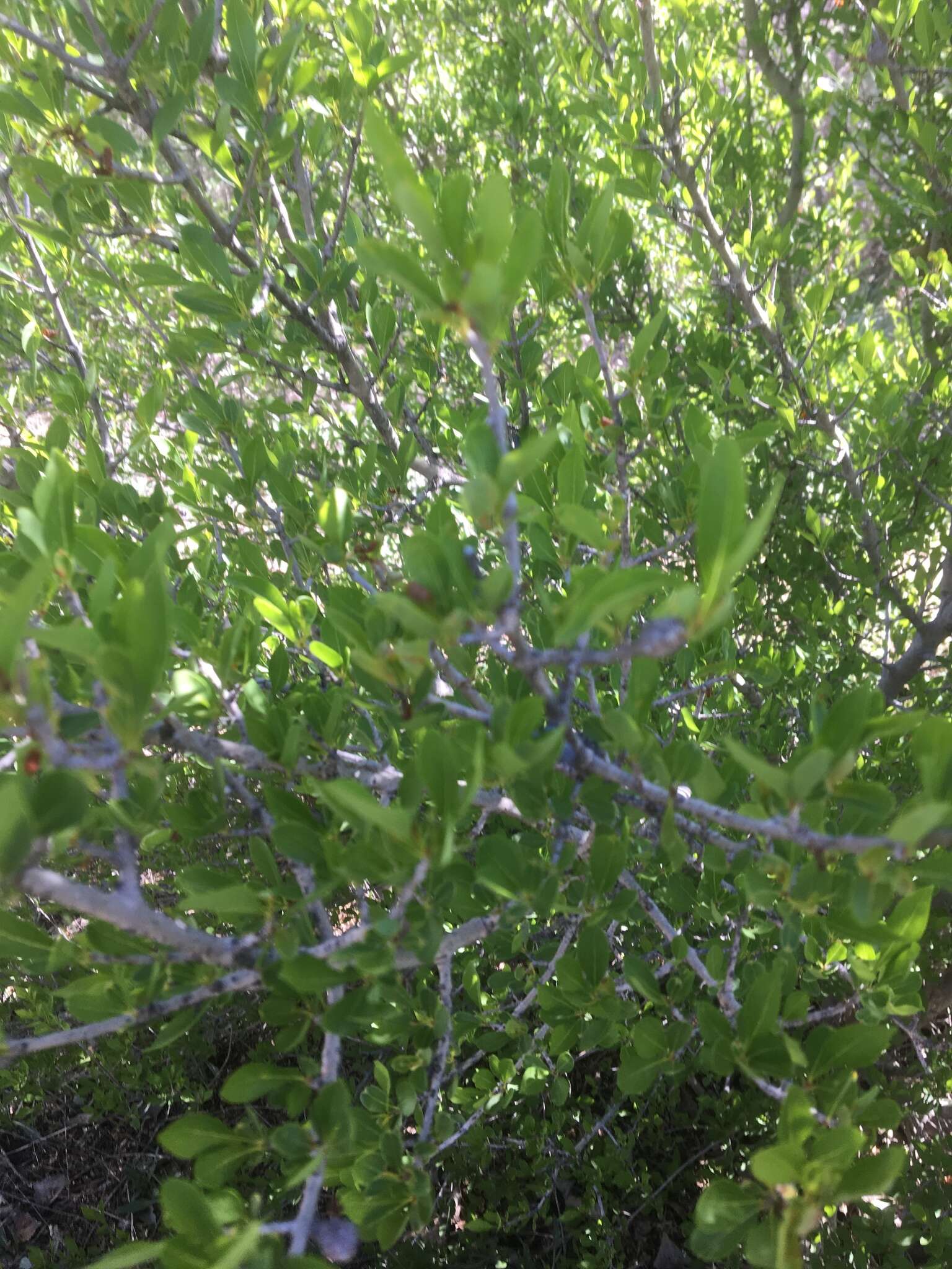 Forestiera pubescens var. pubescens resmi