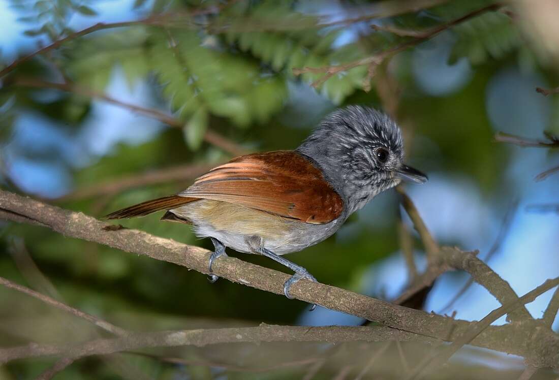 Image of Rufous-backed Antvireo