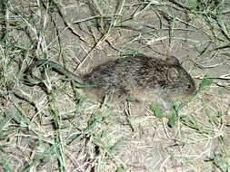 Image of tawny-bellied cotton rat