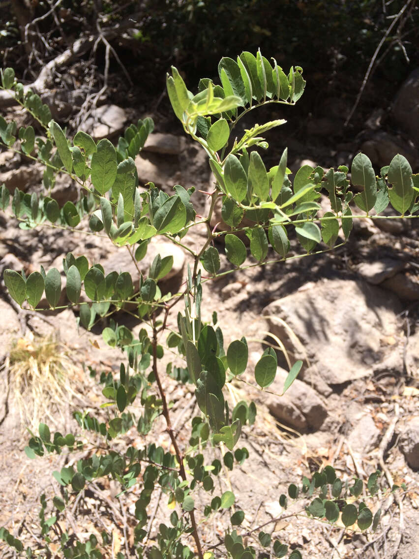 Imagem de Robinia neomexicana A. Gray