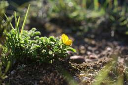 Image of Argyrolobium barbatum Walp.