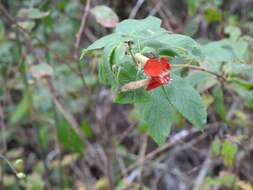 Image of Cuphea intermedia Hemsl.