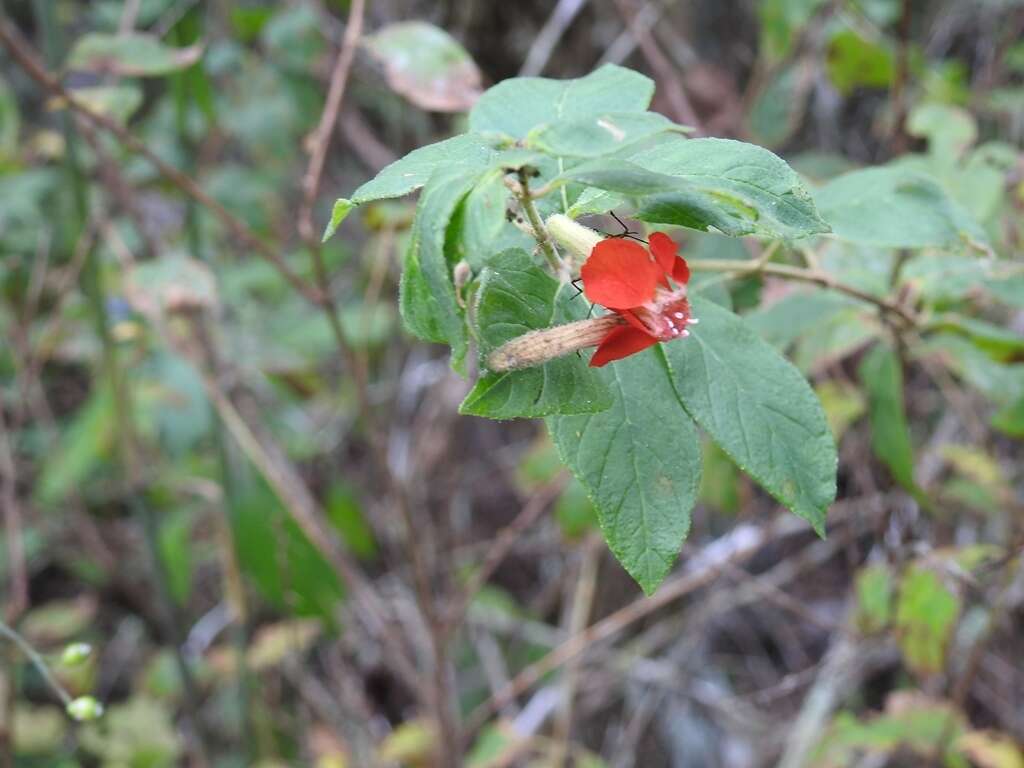 Image of Cuphea intermedia Hemsl.