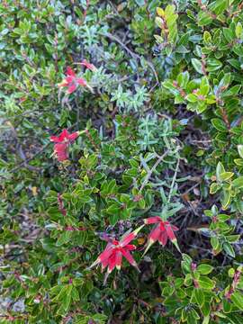 Image of Castilleja quirosii Standley