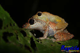 Image of white-striped robber frog