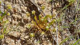 Image de Claytonia parviflora subsp. utahensis (Rydberg) John M. Miller & K. L. Chambers