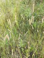 Image of Phleum pratense subsp. pratense