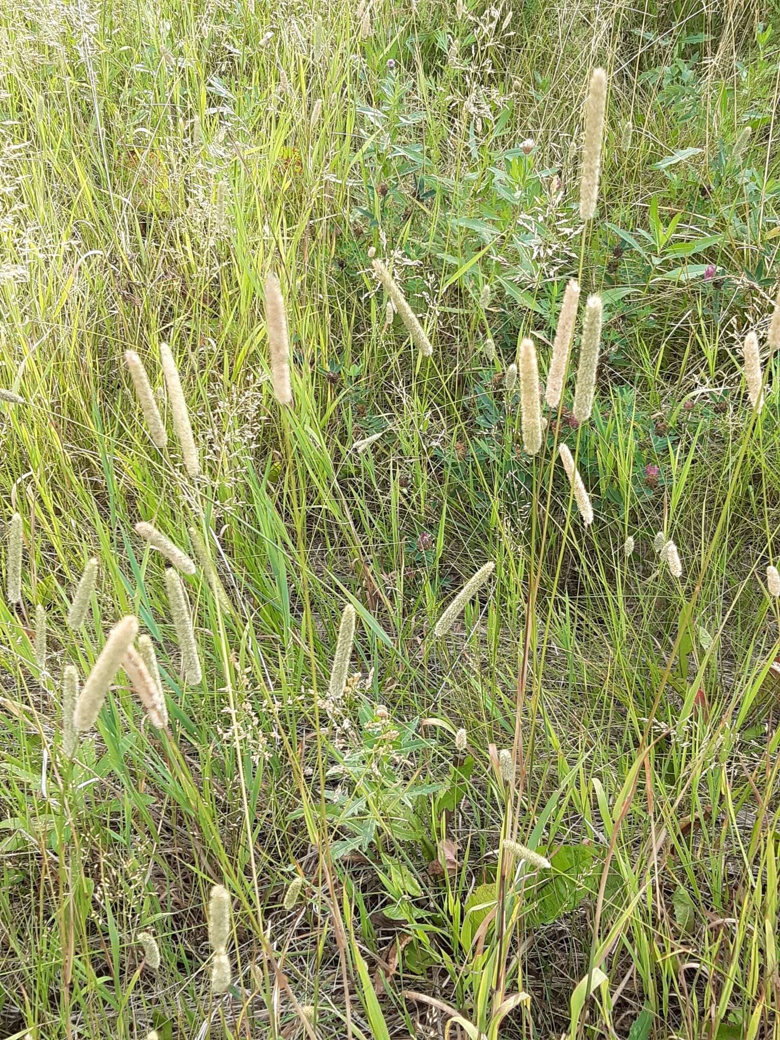 Image of Phleum pratense subsp. pratense