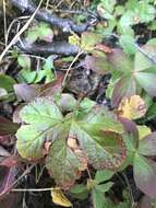 Image of arctic raspberry