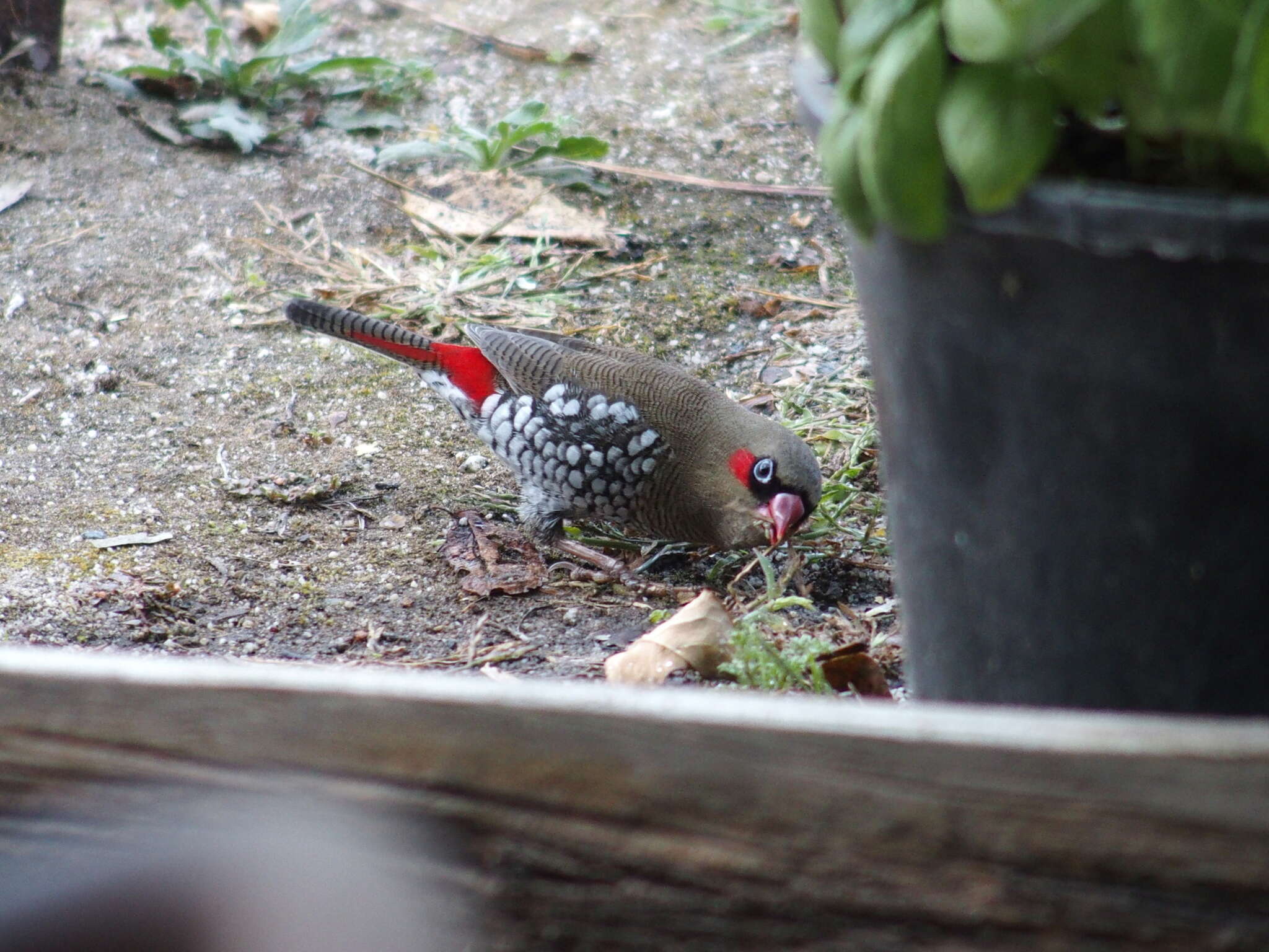 Image of Red-eared Firetail