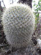 Imagem de Mammillaria flavicentra Backeb. ex Mottram