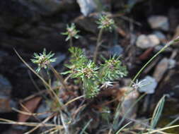 Image of Chaerophyllum taiwanianum (Masam.) K. F. Chung