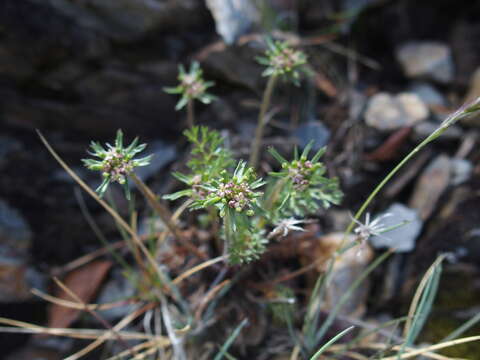 Image of Chaerophyllum taiwanianum (Masam.) K. F. Chung