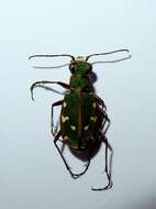 Image of Cicindela (Cicindela) turkestanica Ballion 1871