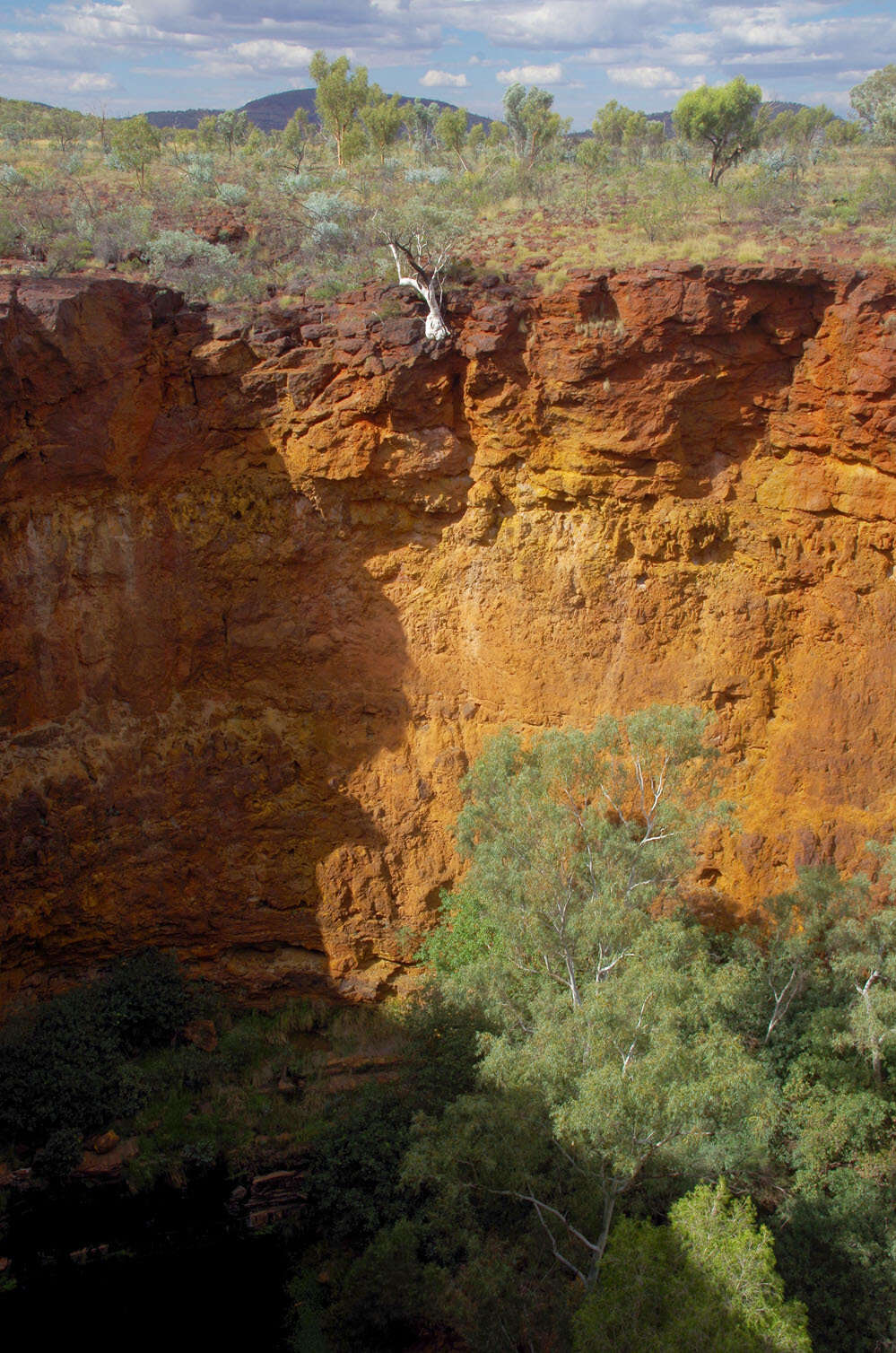 Image of Eucalyptus leucophloia subsp. leucophloia