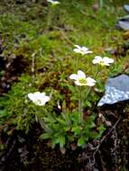 Plancia ëd Saxifraga androsacea L.