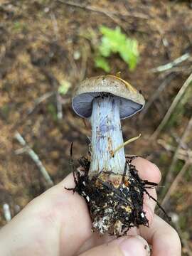 Слика од Cortinarius riederi (Weinm.) Fr. 1838