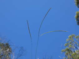 Image of Enteropogon unispiceus (F. Muell.) Clayton