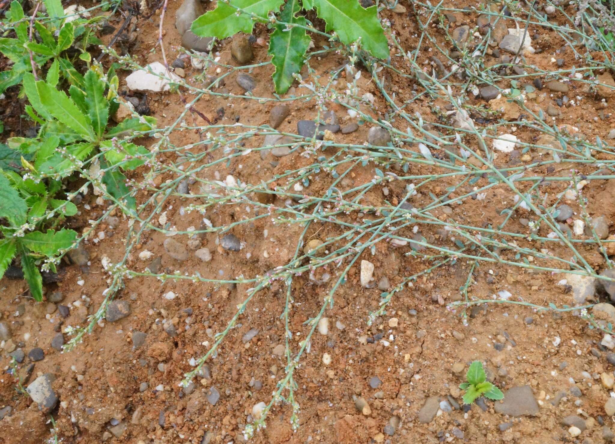 Image of Bellard's smartweed