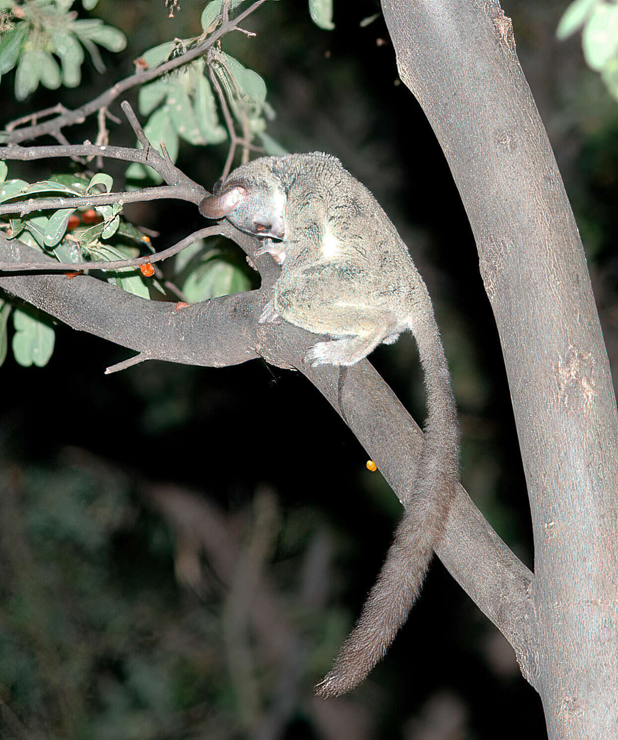 Plancia ëd Galago senegalensis É. Geoffroy Saint-Hilaire 1796