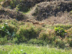 Image of Japanese Weasel