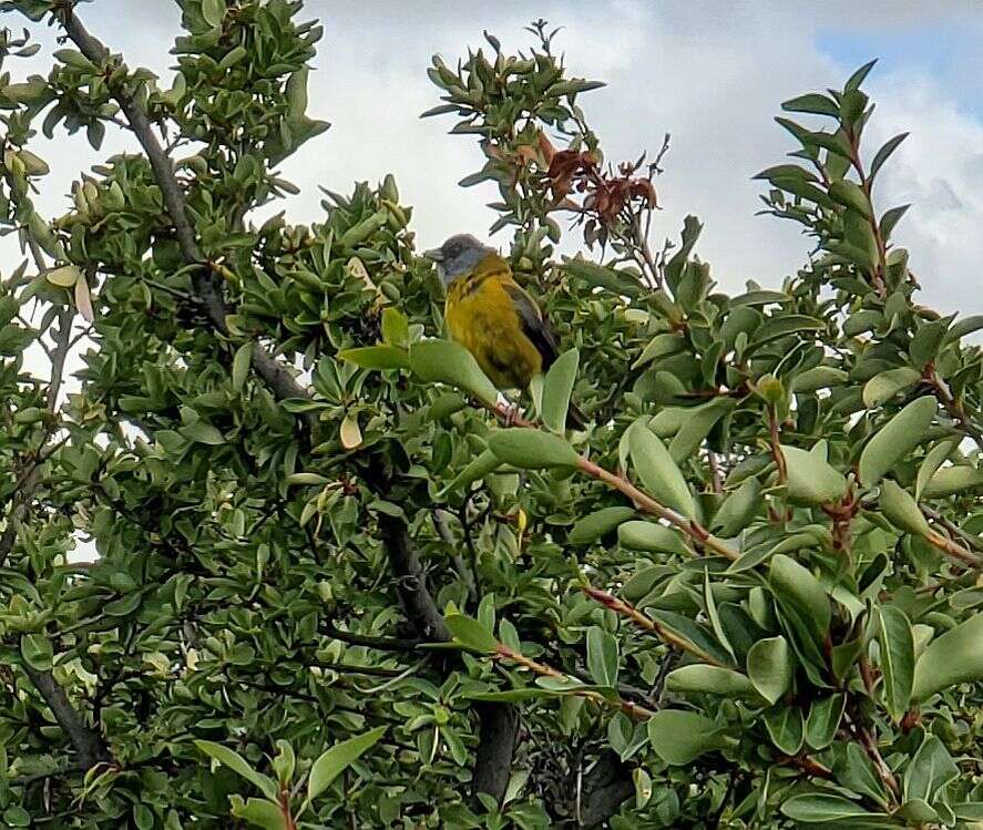 Image of Patagonian Sierra Finch