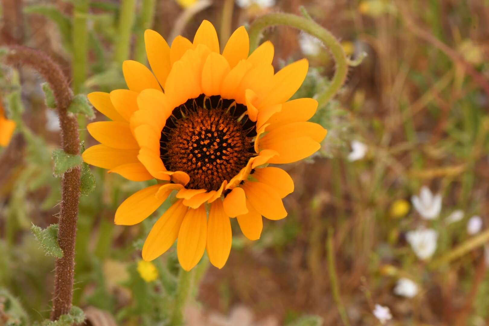 Image of Double Namaqua marigold