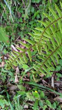 Image of Dryopteris redactopinnata Basu & Panigr.