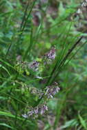 Image of Hedysarum caucasicum M. Bieb.