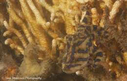 Image of Blue-lined octopus