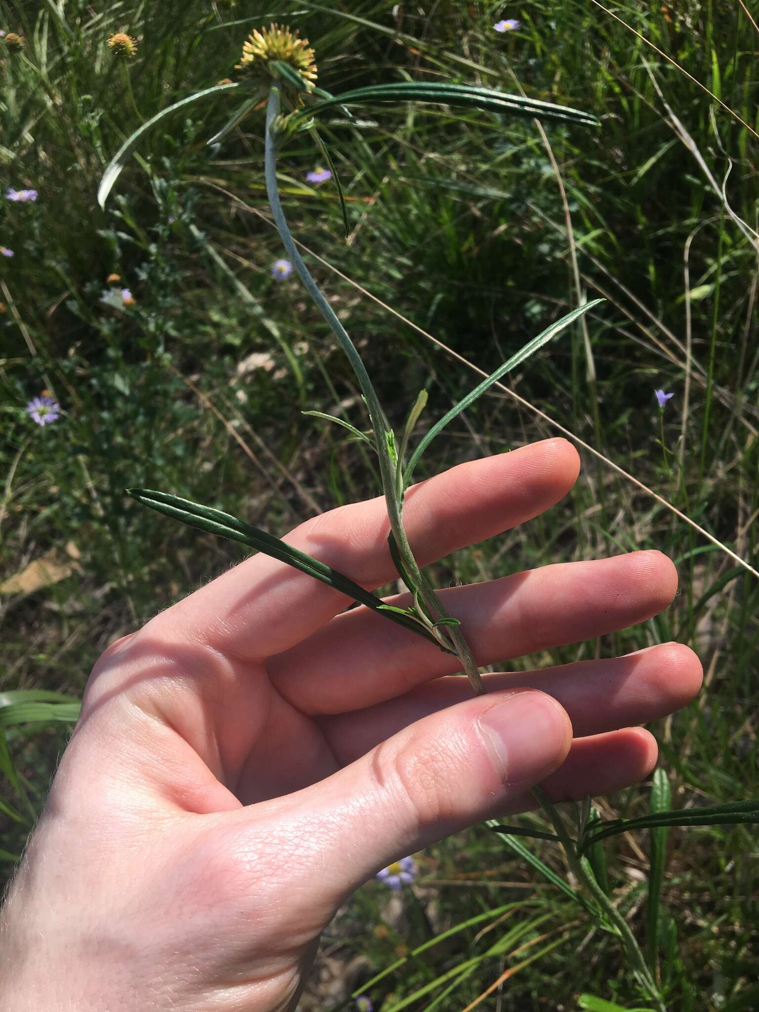 Image of tropical creeping cudweed