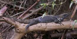 Image of Western Spiny-tailed Iguana