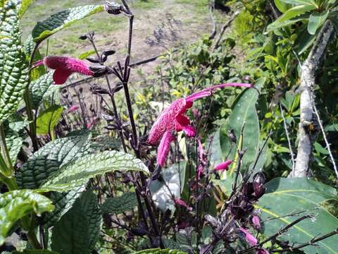 Image of Salvia quitensis Benth.