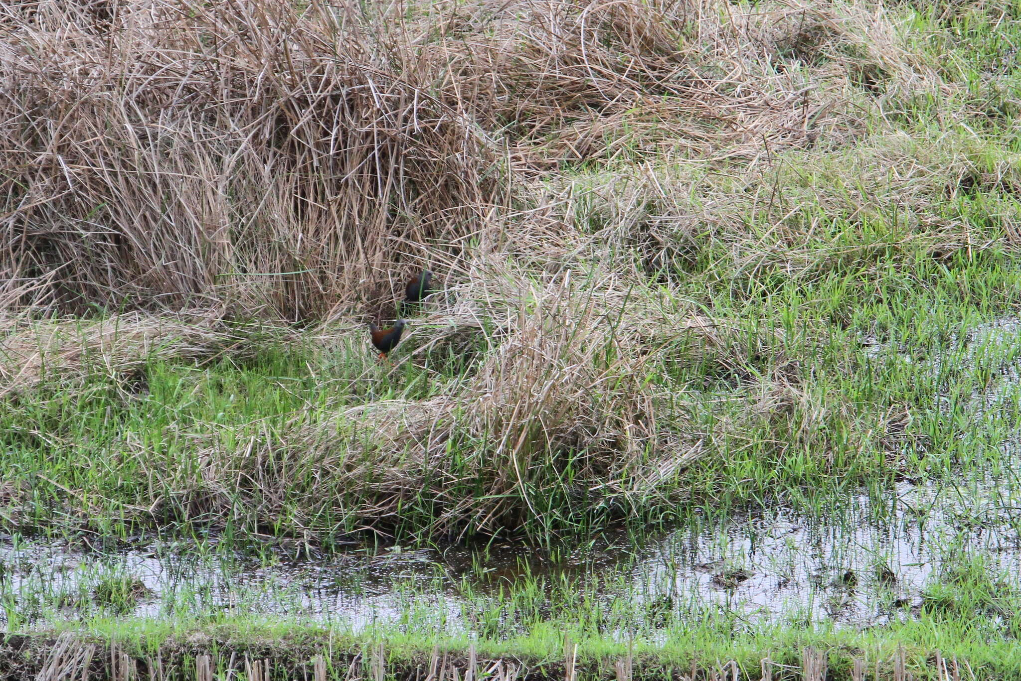 Image of Black-tailed Crake