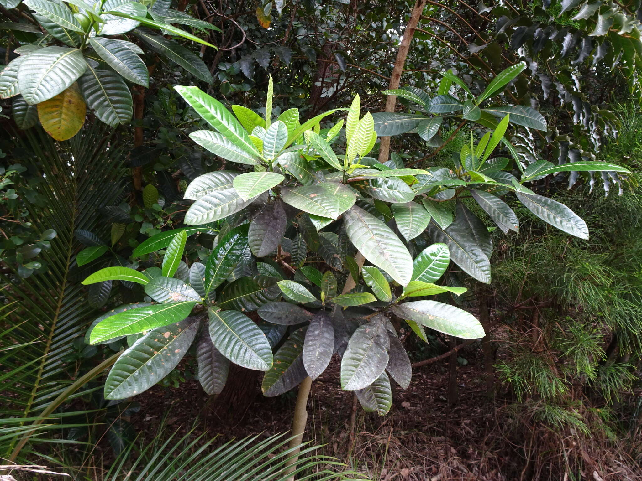 Gardenia aubryi Vieill. resmi