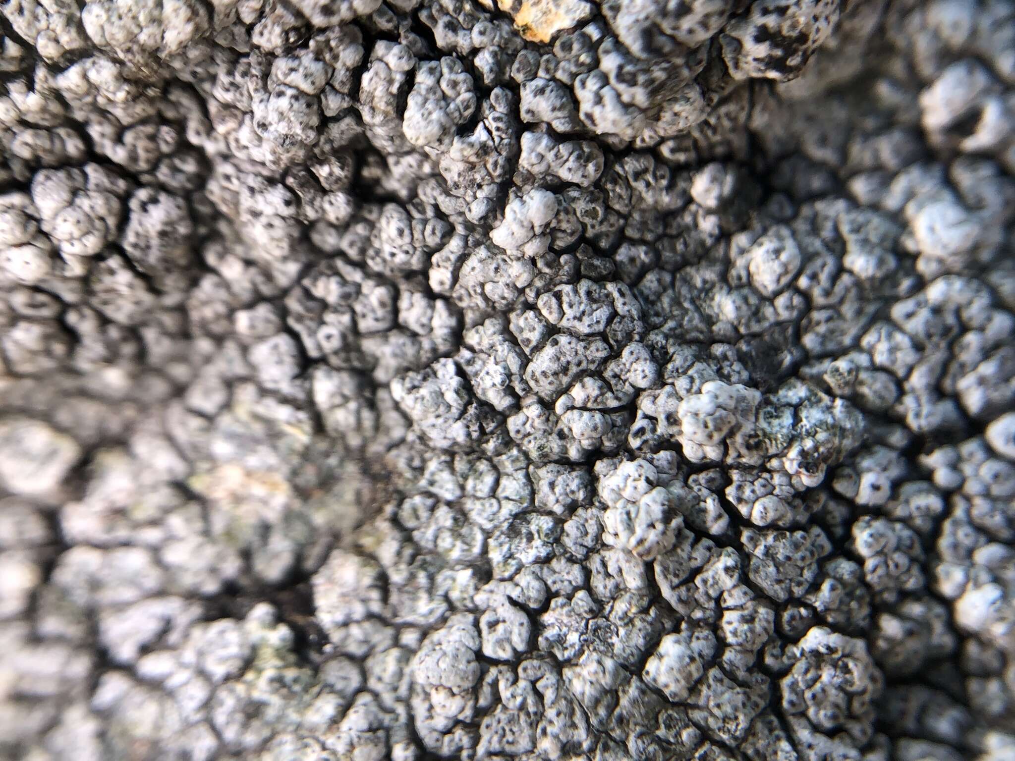 Image of Cinder lichen;   Rimmed lichen