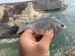 Image of Silver surfperch
