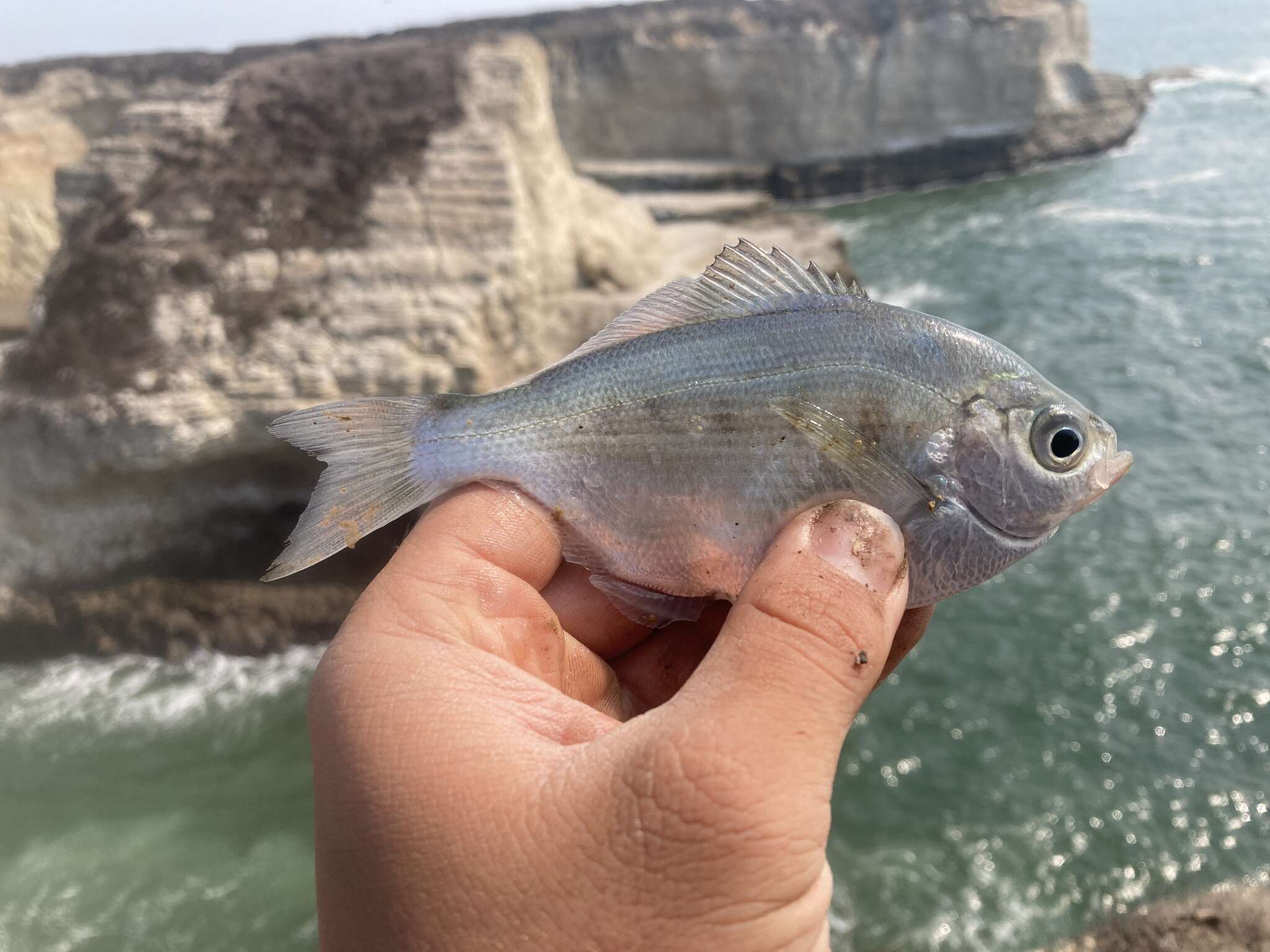 Image of Silver surfperch