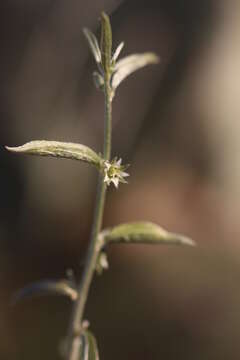 Image of Ditaxis lanceolata (Benth.) Pax & K. Hoffm.