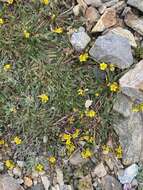 Image of clubmoss mousetail