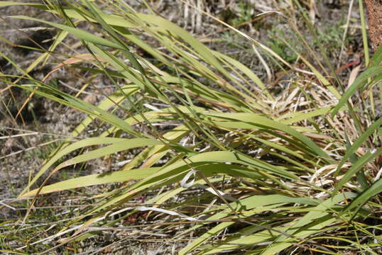 Sivun Calamagrostis korotkyi Litv. kuva